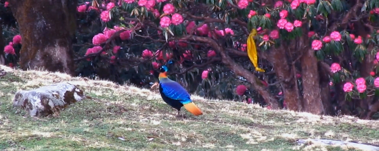 Bird Watching in Chopta