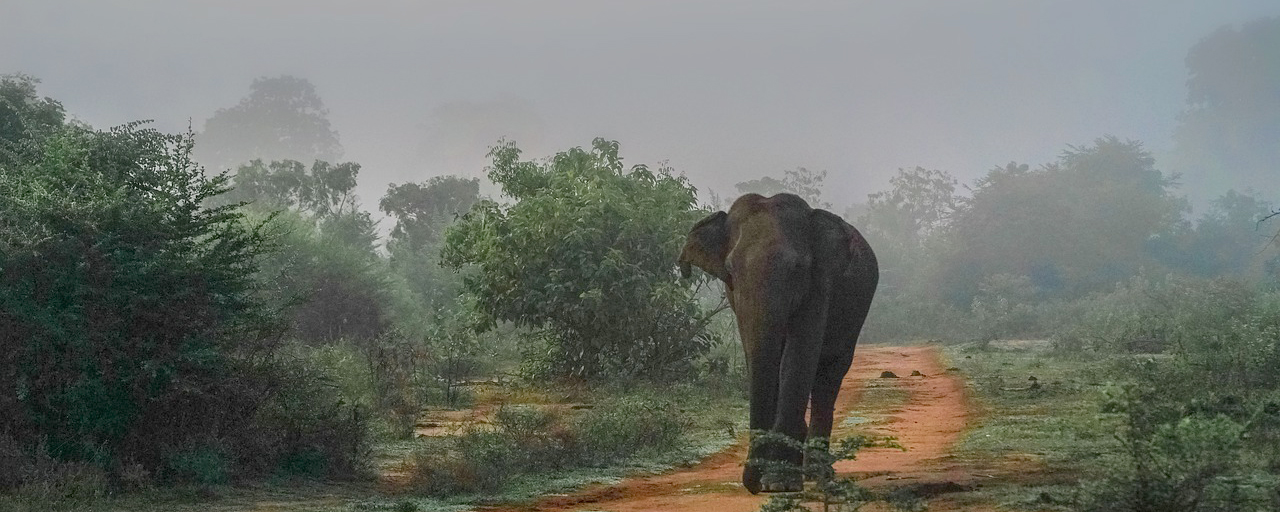 Rajaji National Park