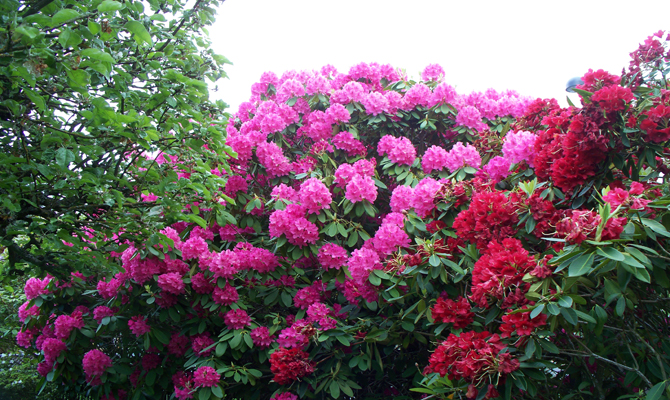 Pink Buransh blossoms in Lincholi-Rambada footway